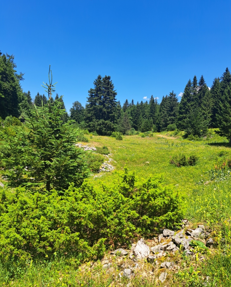 Image de Espace Poirée -Vassieux en Vercors – Parcours Découverte – niveau bleu