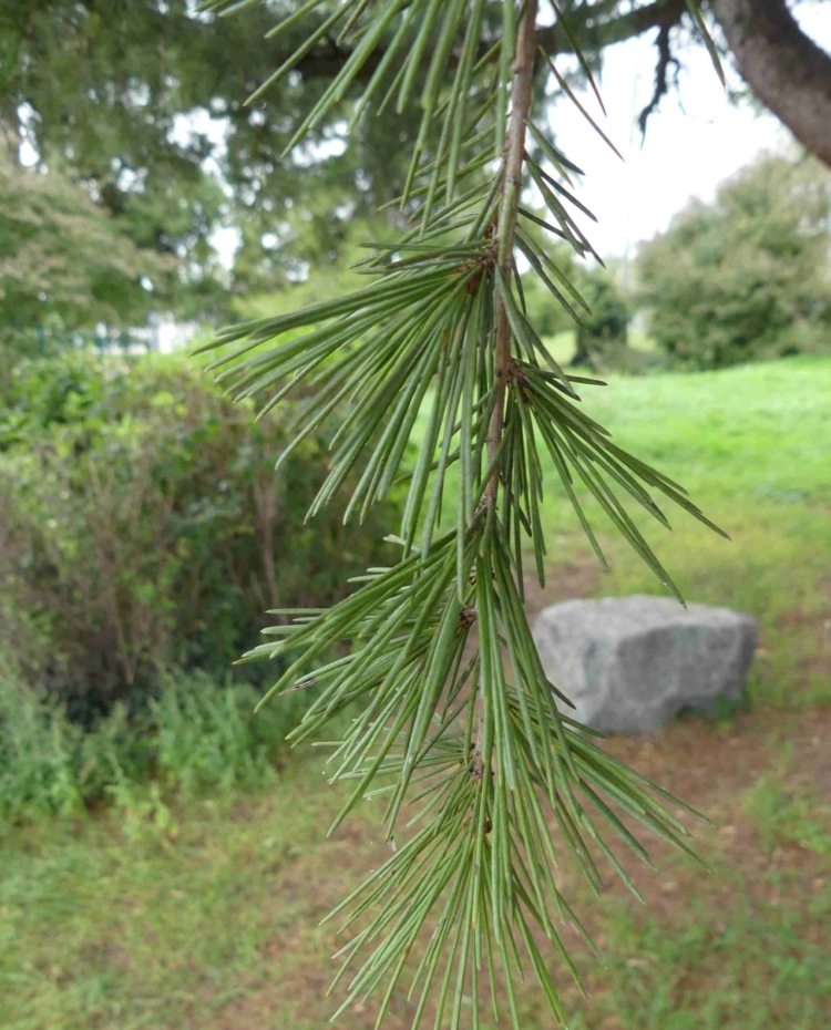 Image de Le parc de loisirs de Pont-Évêque