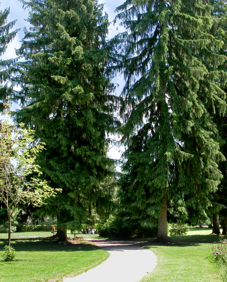 Image de A la découverte du Jardin de Ville